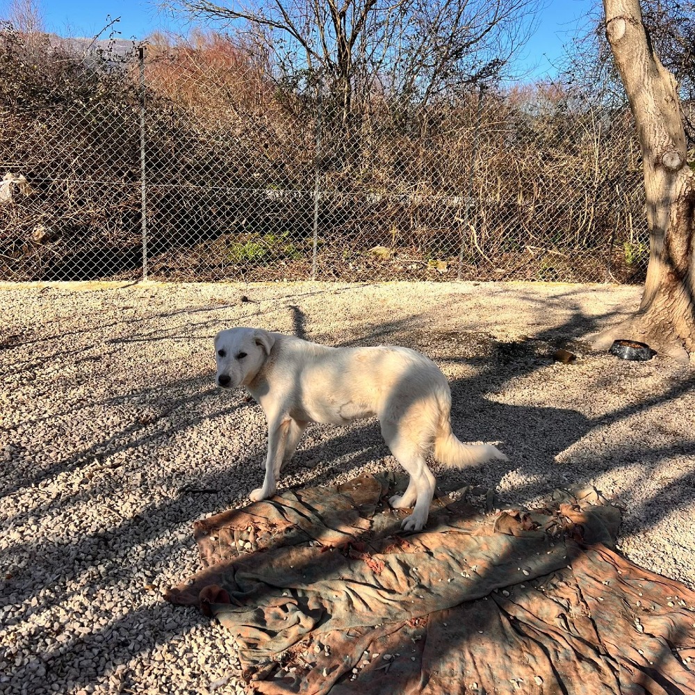 Jenny