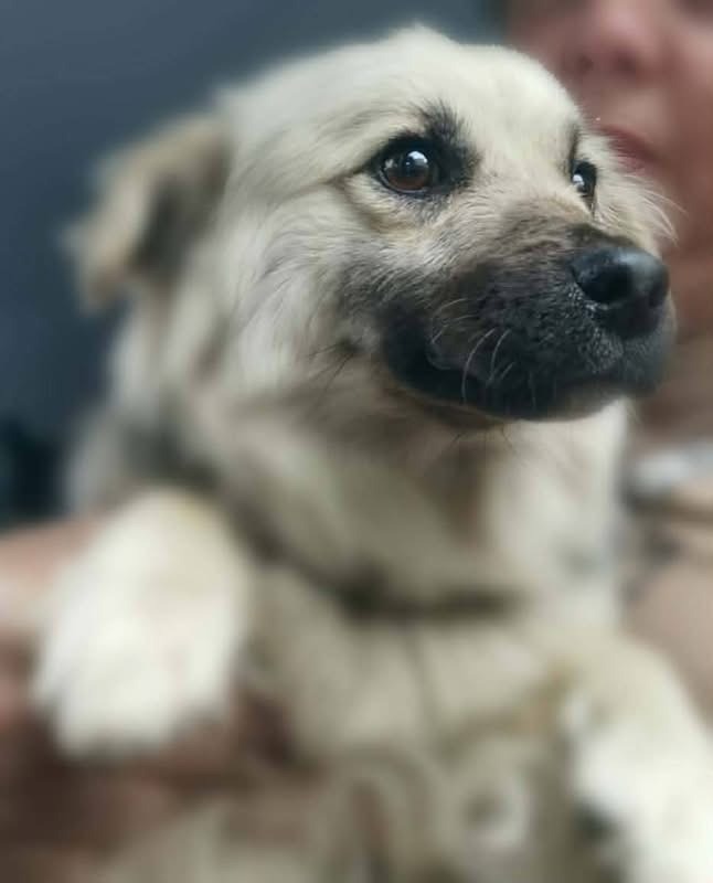 Zuzu