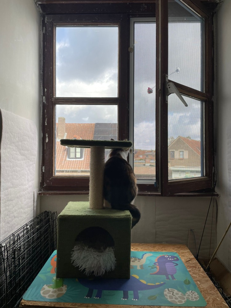 Juno & Minerva