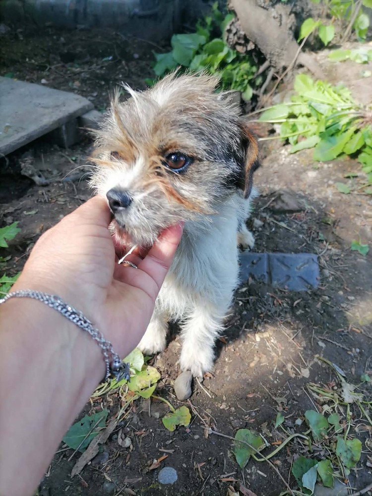 Daisy