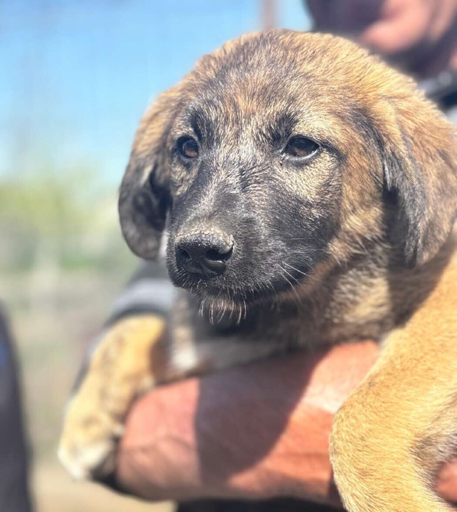 Mateo