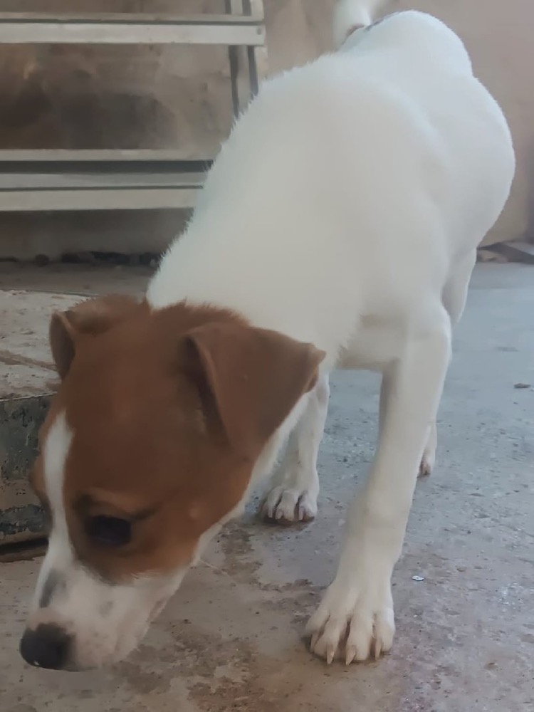 PITOUF 24726