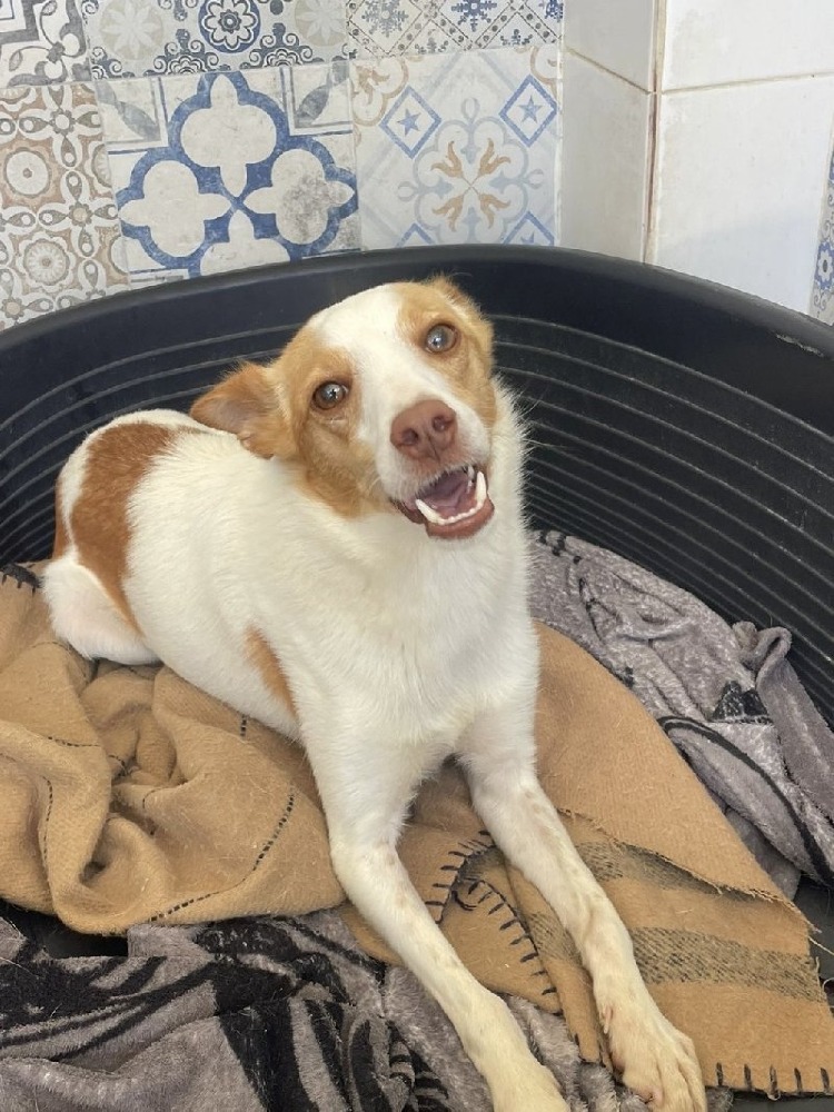 Fernando