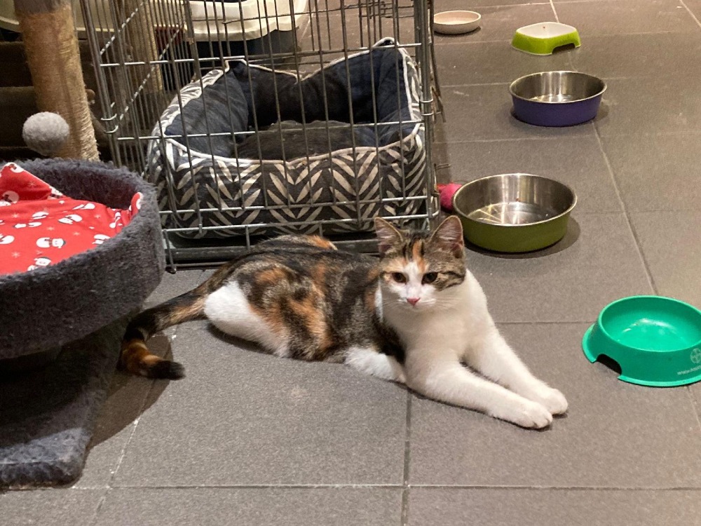 Juno & Minerva