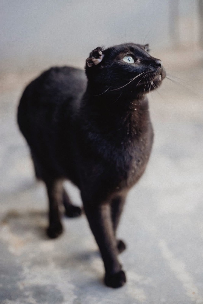 Rufus