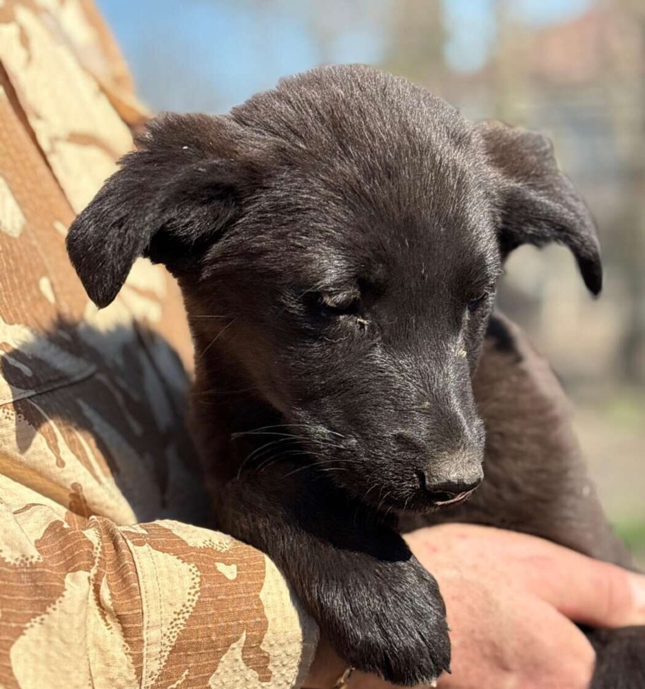 Maia
