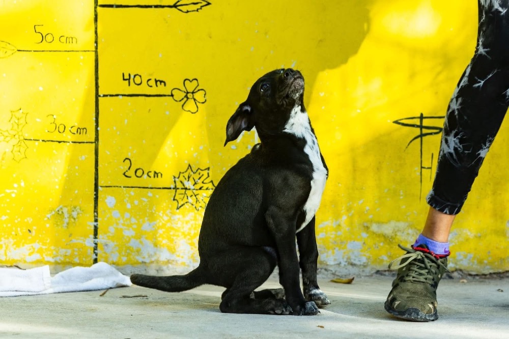 Bimba