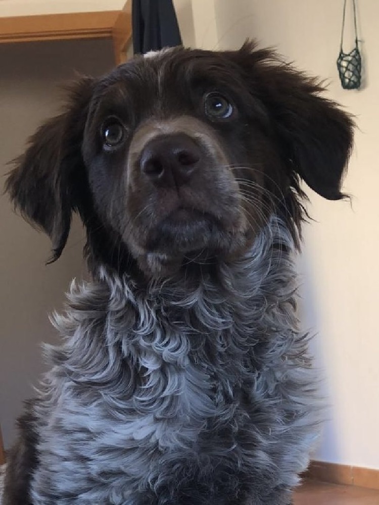 Echo