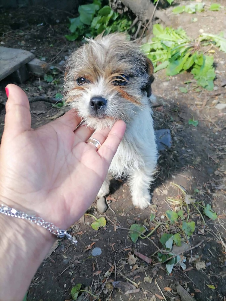 Daisy