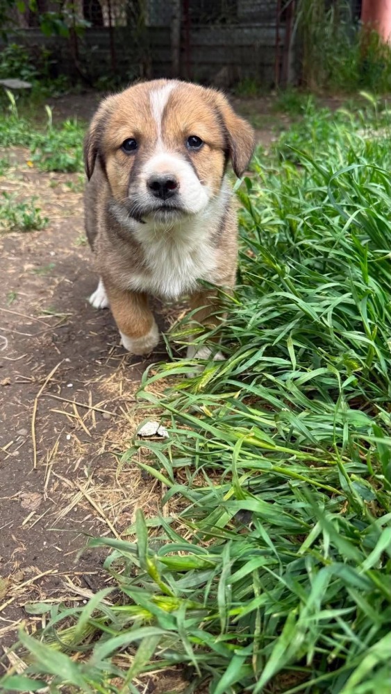 Ottis