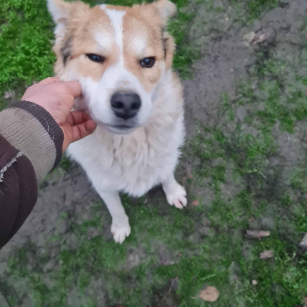 Max