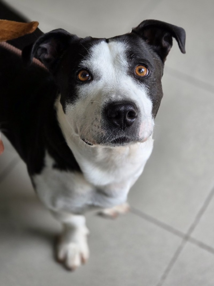 Kadee