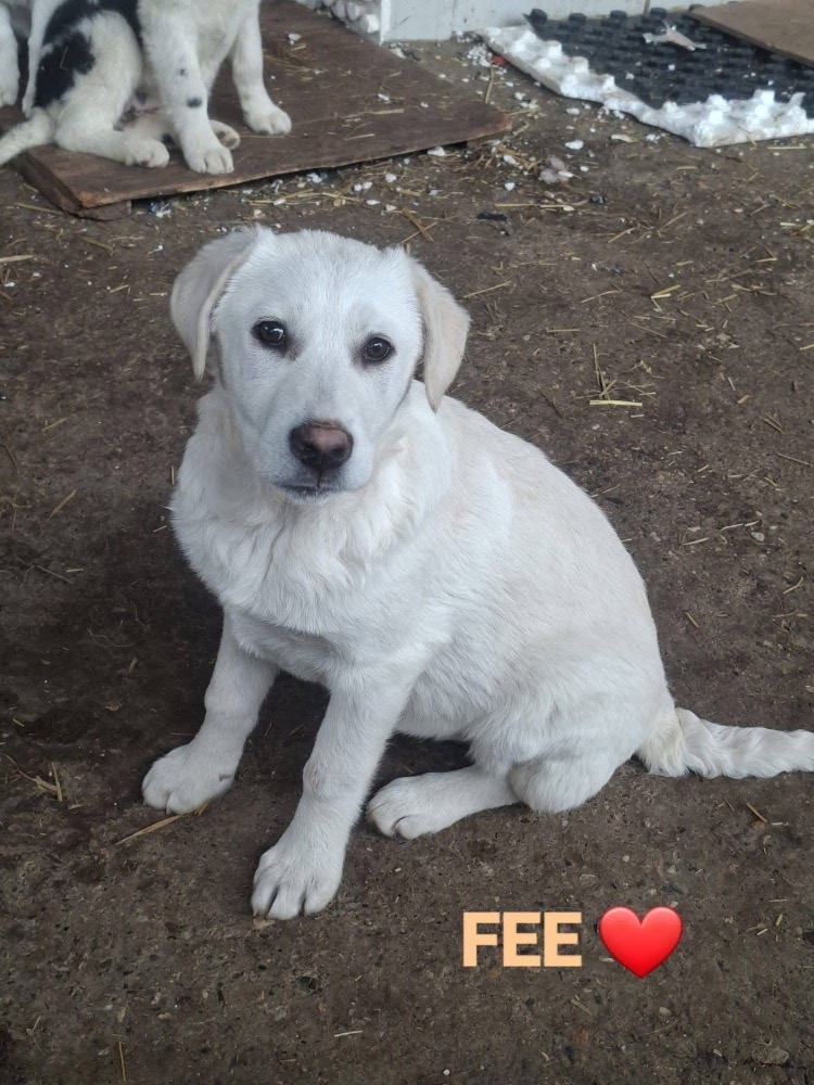 Fee