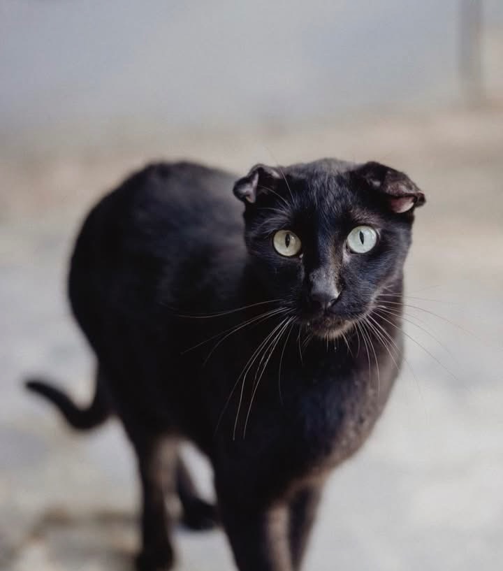 Rufus