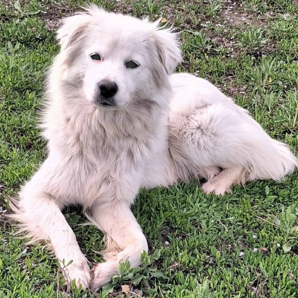 Elsa
