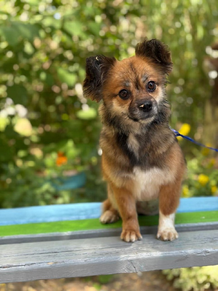 Ptichka, bijzondere hond