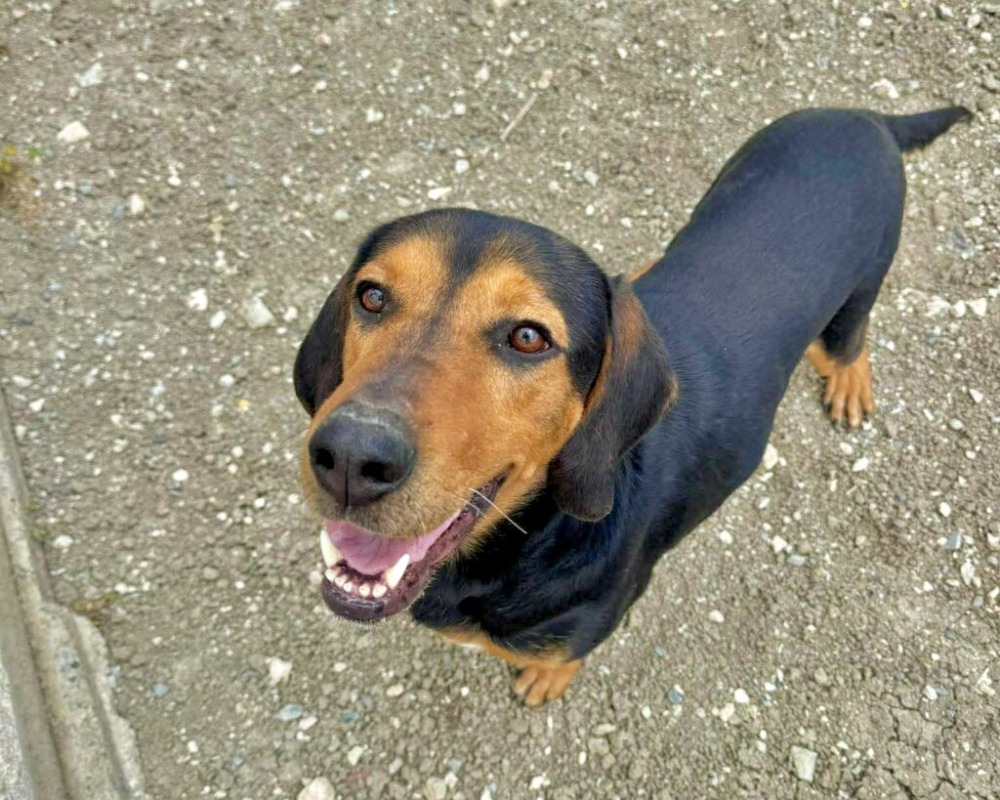 COBY*kattest mogelijk!