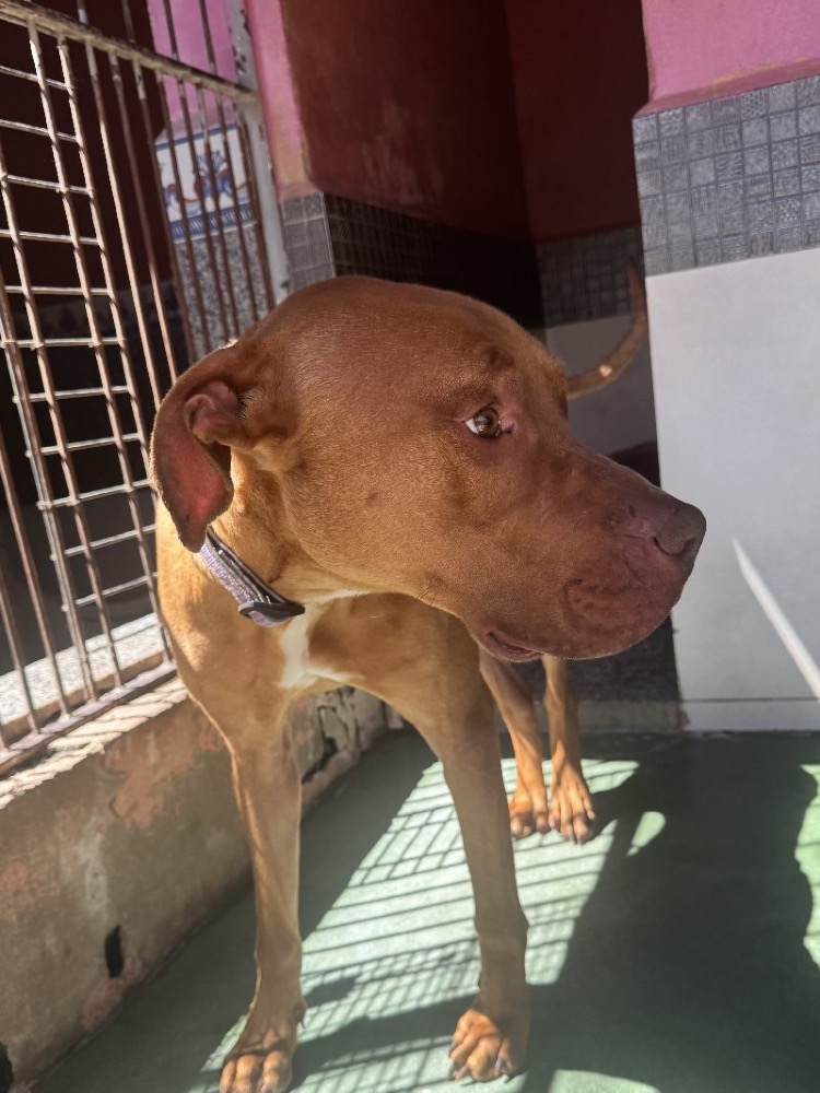 PELAO 24612