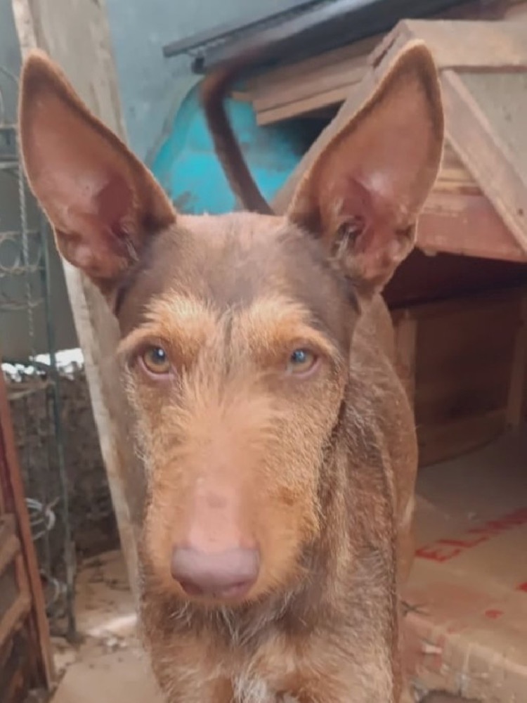 RUFO 24762