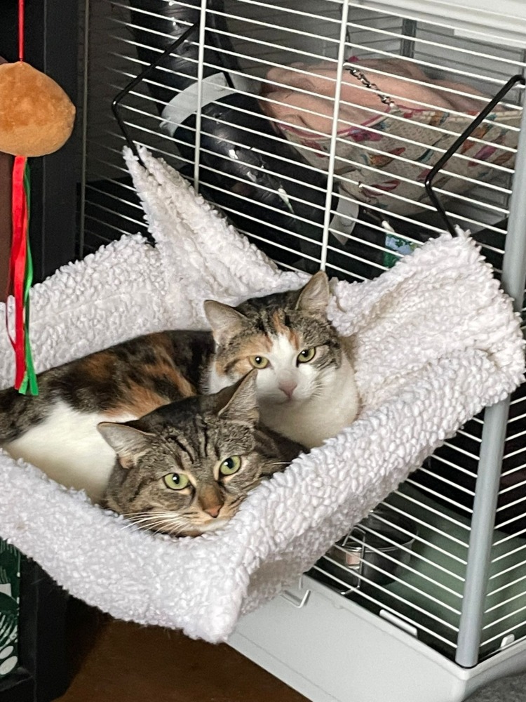 Juno & Minerva