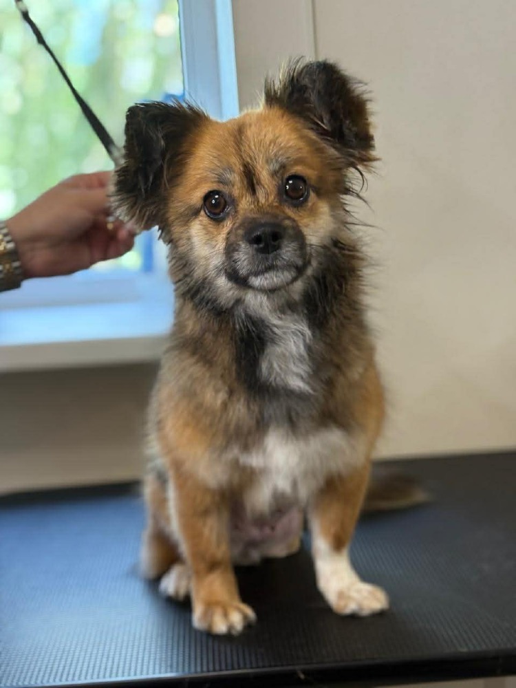 Ptichka, bijzondere hond