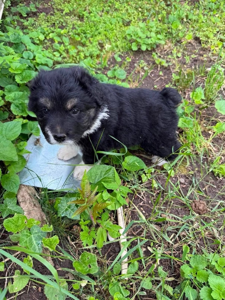 Oreo
