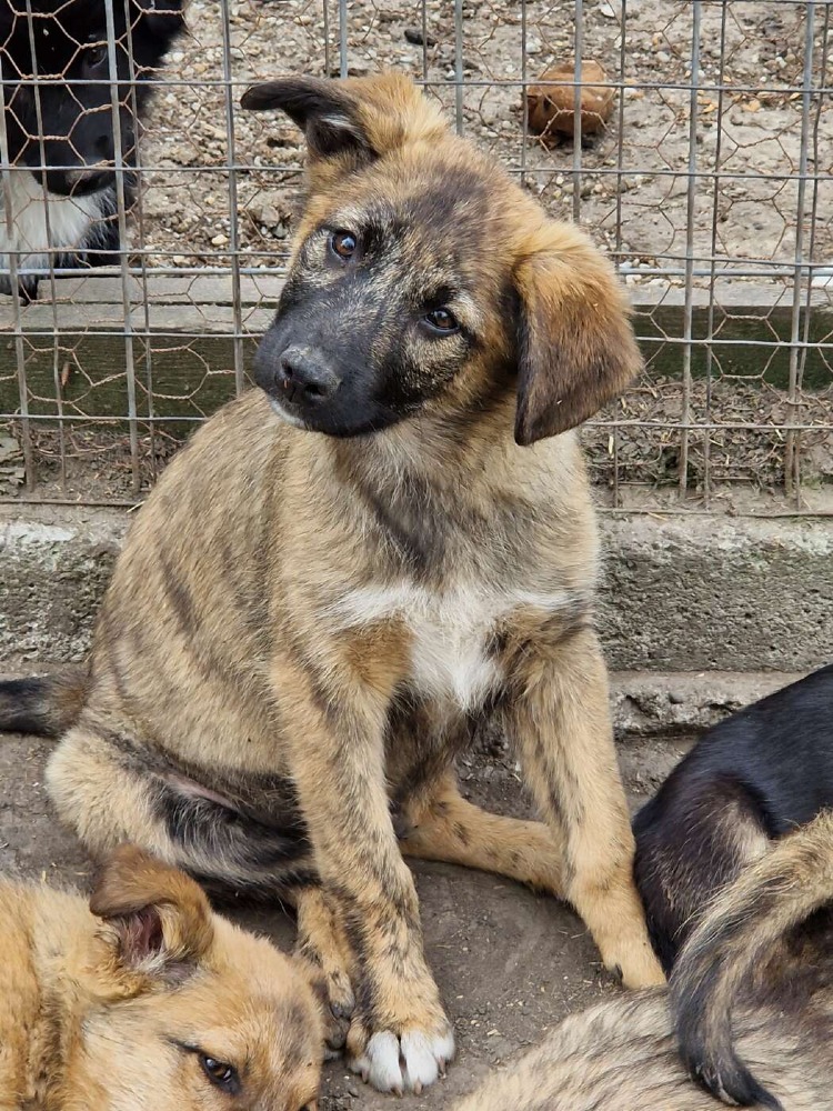 Mateo
