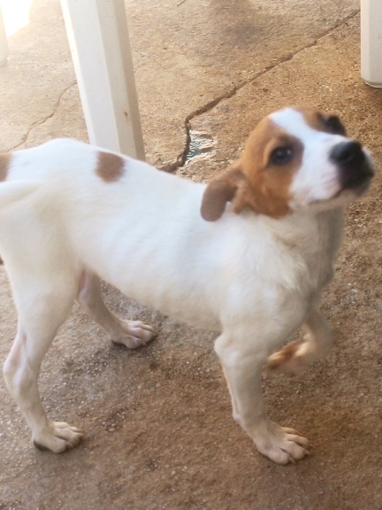PITOUF 24726