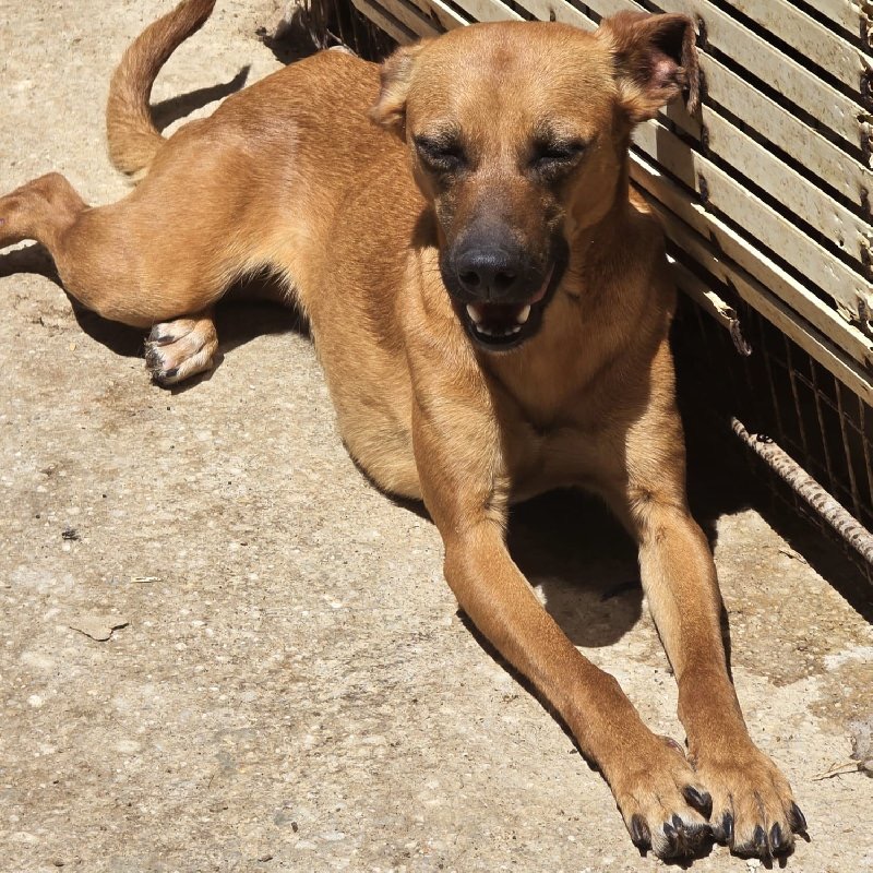 TREPADORITA 24764