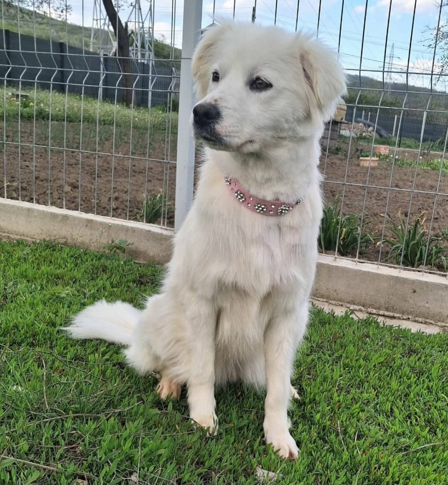 Elsa