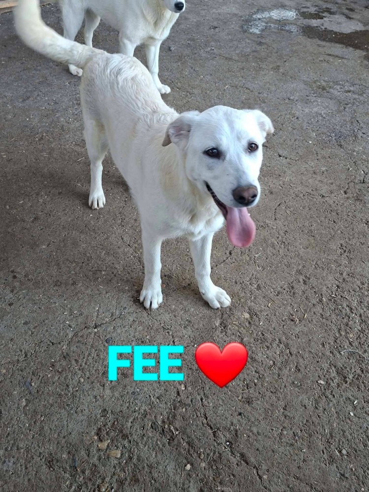 Fee