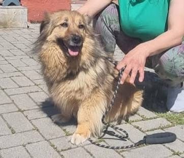 Cora
