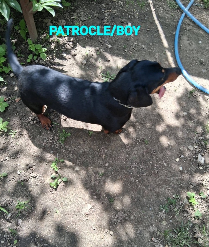 Patrole