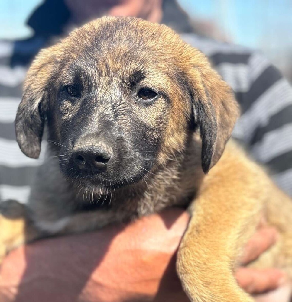 Mateo