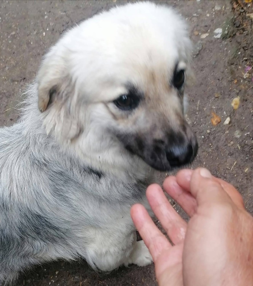 Zuzu