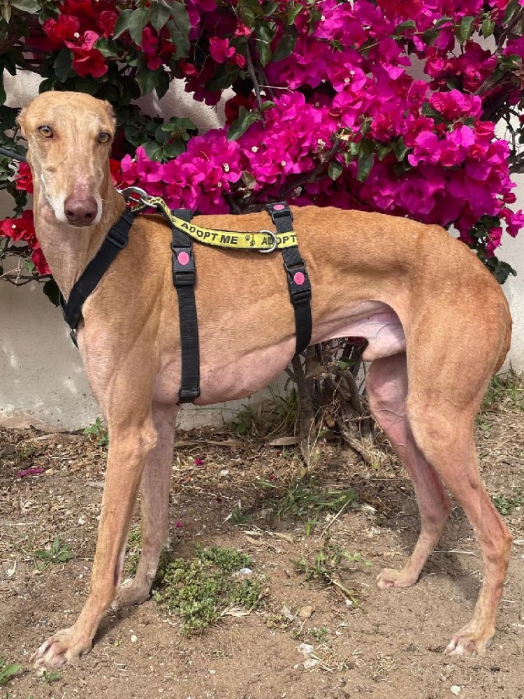 RUBIO 24437