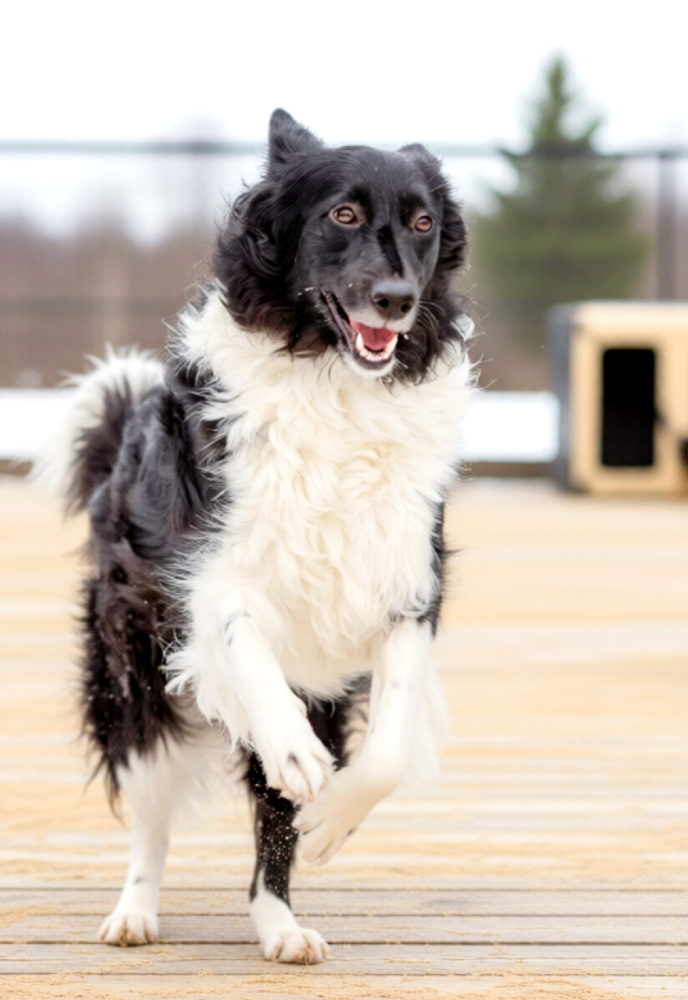 Klipsa lief border collie