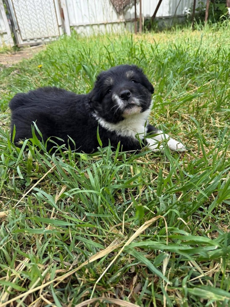 Oreo