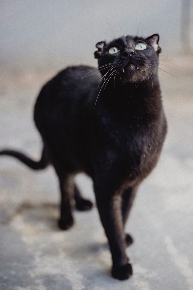Rufus