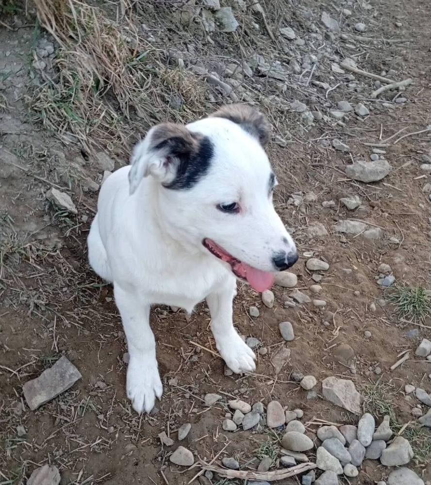 Vera