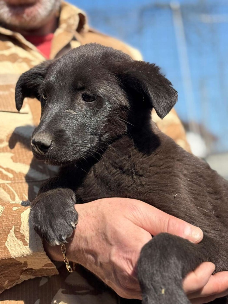 Maia