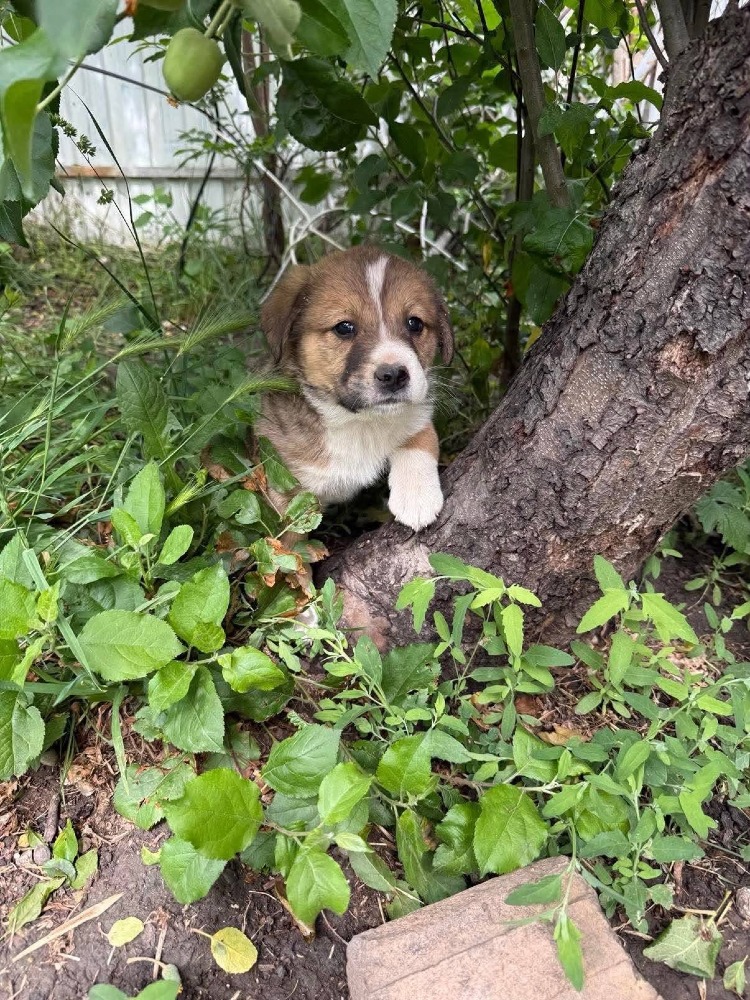 Ottis