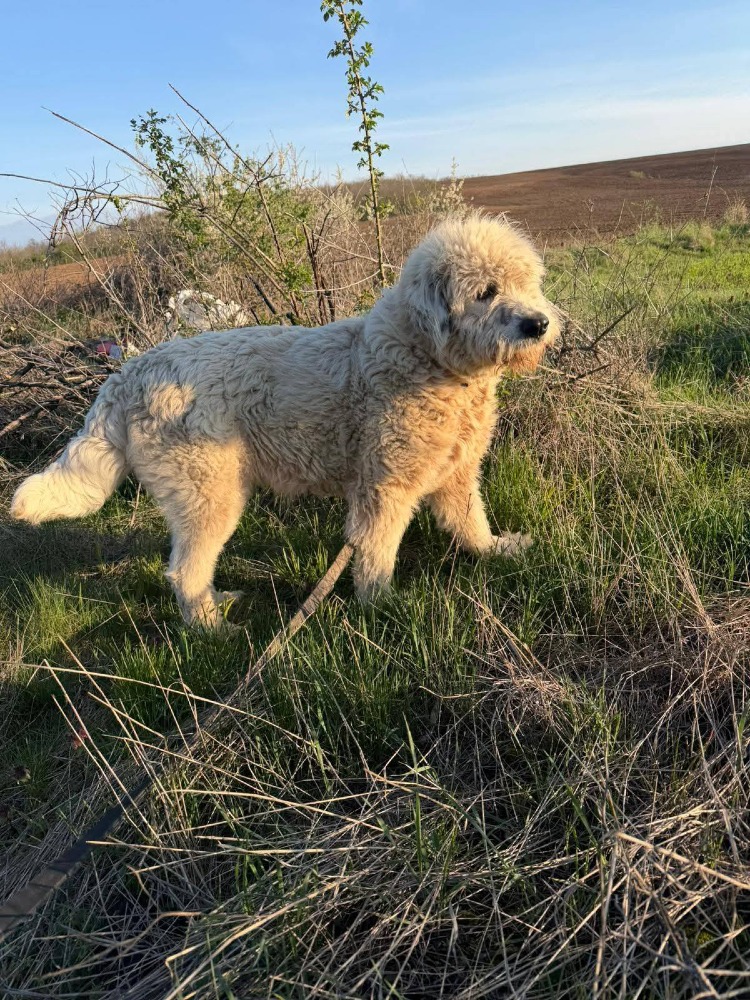 Sol