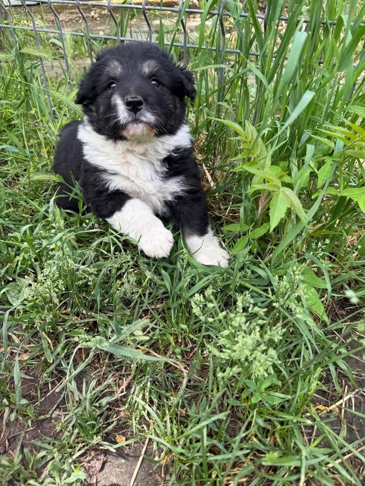 Oreo