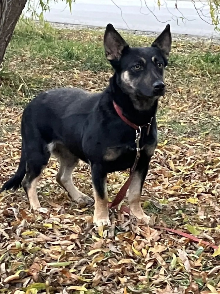 Nika