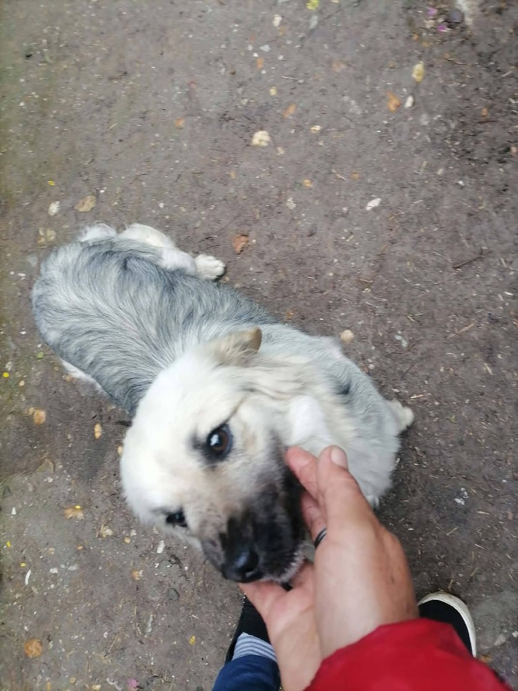 Zuzu