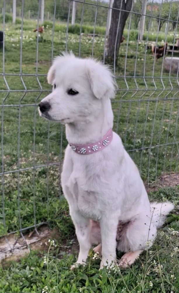 Elsa