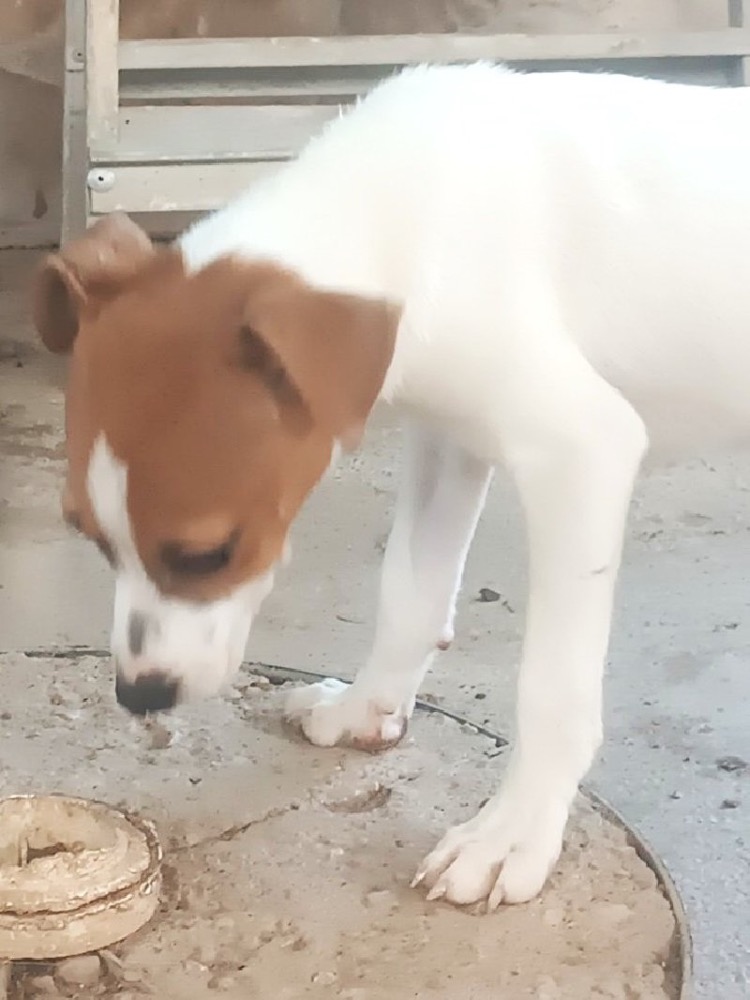 PITOUF 24726