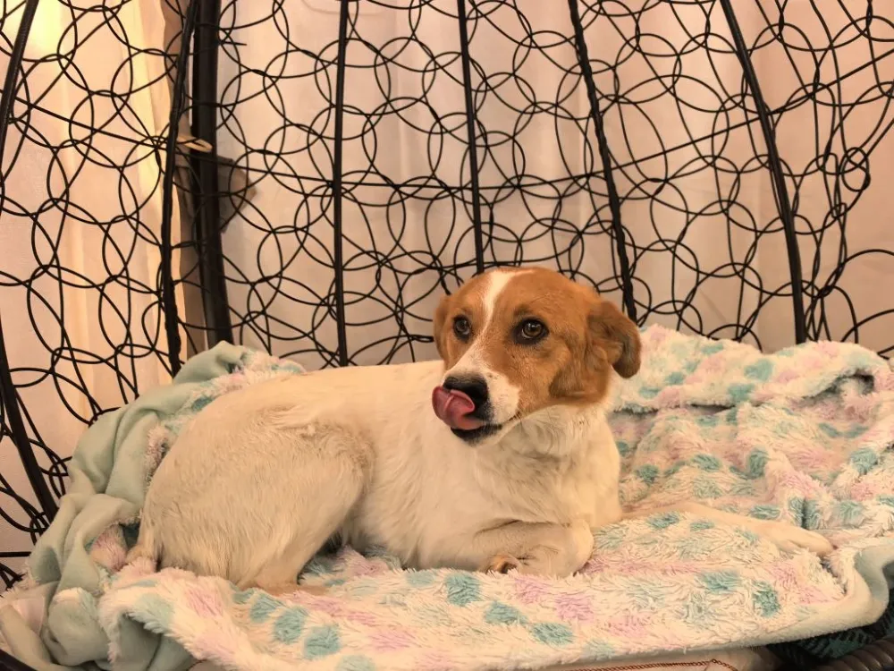 Leia