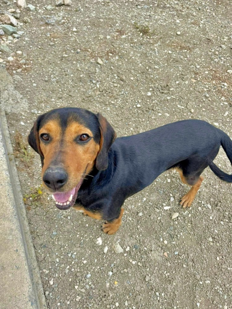 COBY*kattest mogelijk!